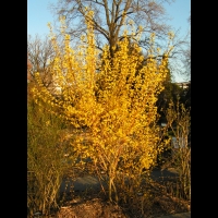 Forsythia Suspensa (fam Oleacees) (Chine) (03)